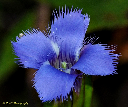 {Gentianopsis crinita}
